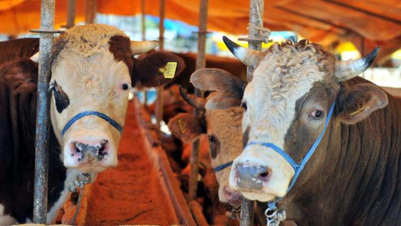 Kurban Bayramı &ouml;ncesi kritik uyarı: Yeni tuzak 'pes' dedirtti!