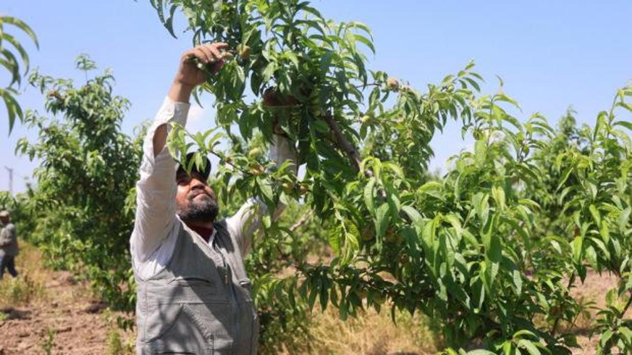 Tarım iş&ccedil;ileri, Amik Ovası'nda bin 100 TL yevmiye alacak