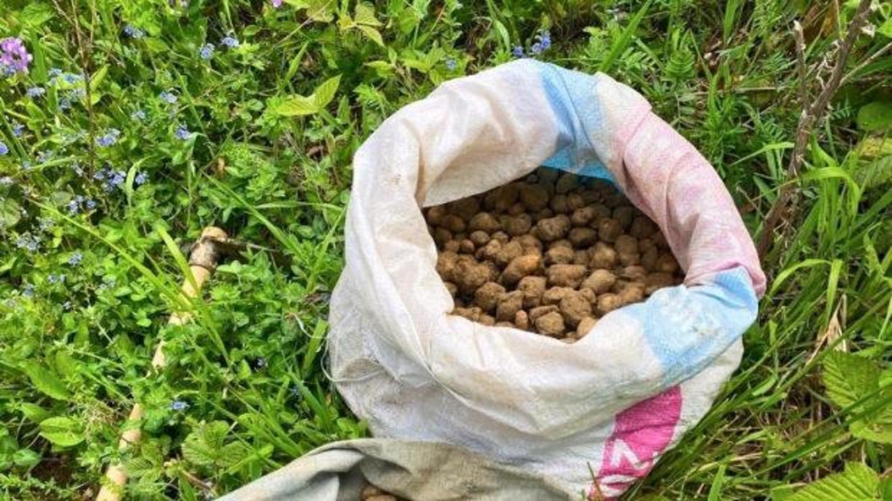 Topladığı 40 kilo salep yumrusunun sevinci kursağında kaldı 
