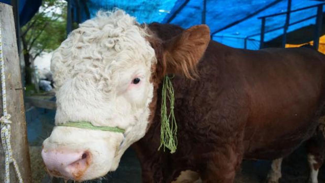 400 bin lira verdiler satmadı! Tam tamına 1 ton 300 kilogram