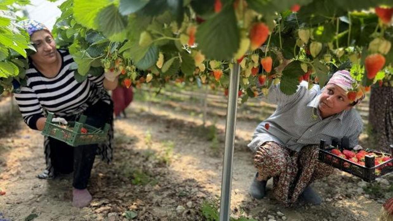 &Ccedil;ilek &uuml;retimini yapay zekayla buluşturan gen&ccedil;, ilk hasadıyla ihracata a&ccedil;ıldı