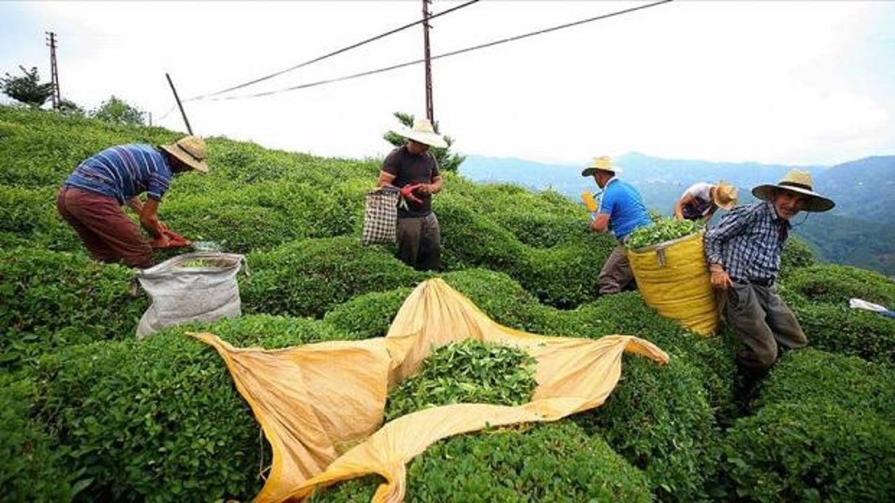  Karadeniz B&ouml;lgesi'nde g&uuml;nl&uuml;k &ccedil;ay yevmiyesi belli oldu 