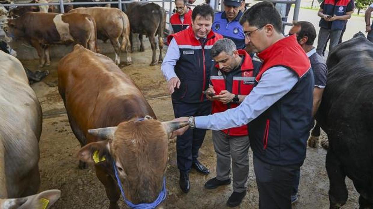 Kurban Bayramı &ouml;ncesi 4 milyonu aşkın hayvan denetlendi