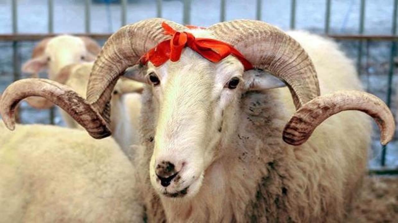 Kurban Bayramı'na g&uuml;nler kala dikkat &ccedil;eken uyarı! 