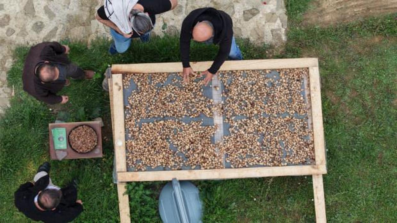 Koruma altındaki &uuml;r&uuml;n&uuml;n hasadı başladı! Kilogramı 12 bin TL 