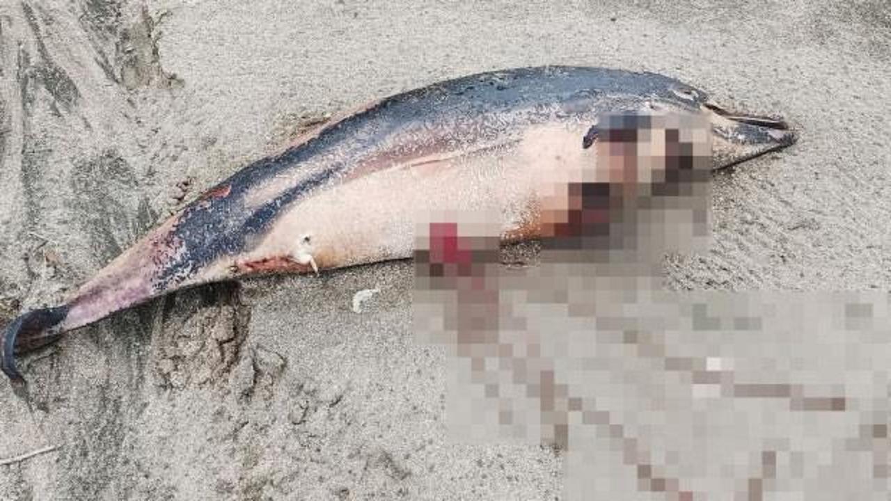 Trabzon sahilinde 3 &ouml;l&uuml; yunus bulundu