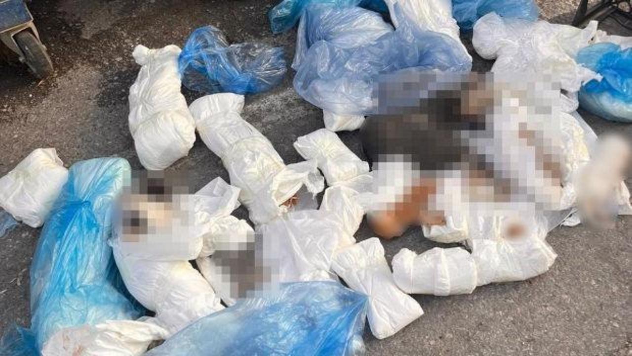 İzmir'de 33 kediyi &ouml;ld&uuml;ren veteriner tutuklandı! Başsavcının itirazı dikkat &ccedil;ekti 