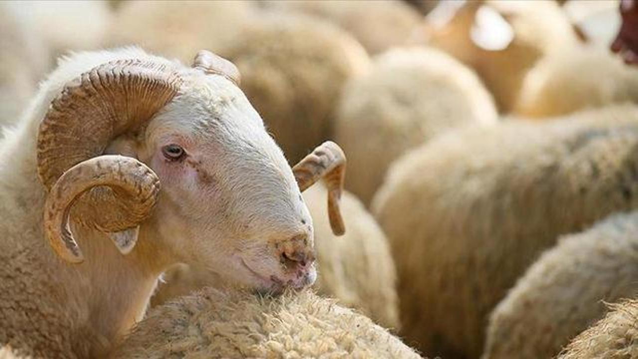 Kurban Bayramı deri sekt&ouml;r&uuml;ne ivme kazandıracak