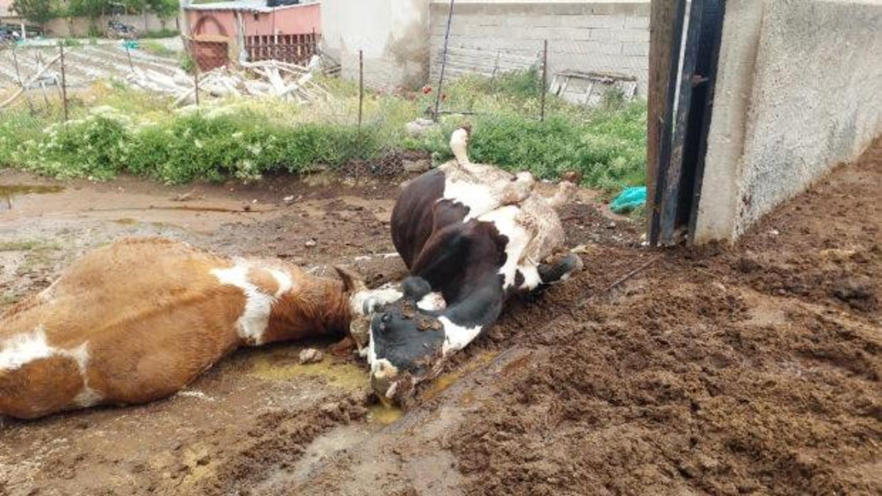Niğde'de yıldırım faciası! 2 inek telef oldu 