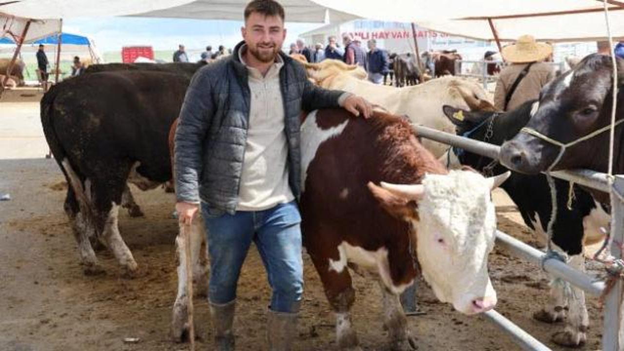 Otomobil fiyatına inek! 830 kiloluk hayvan alıcısını buldu
