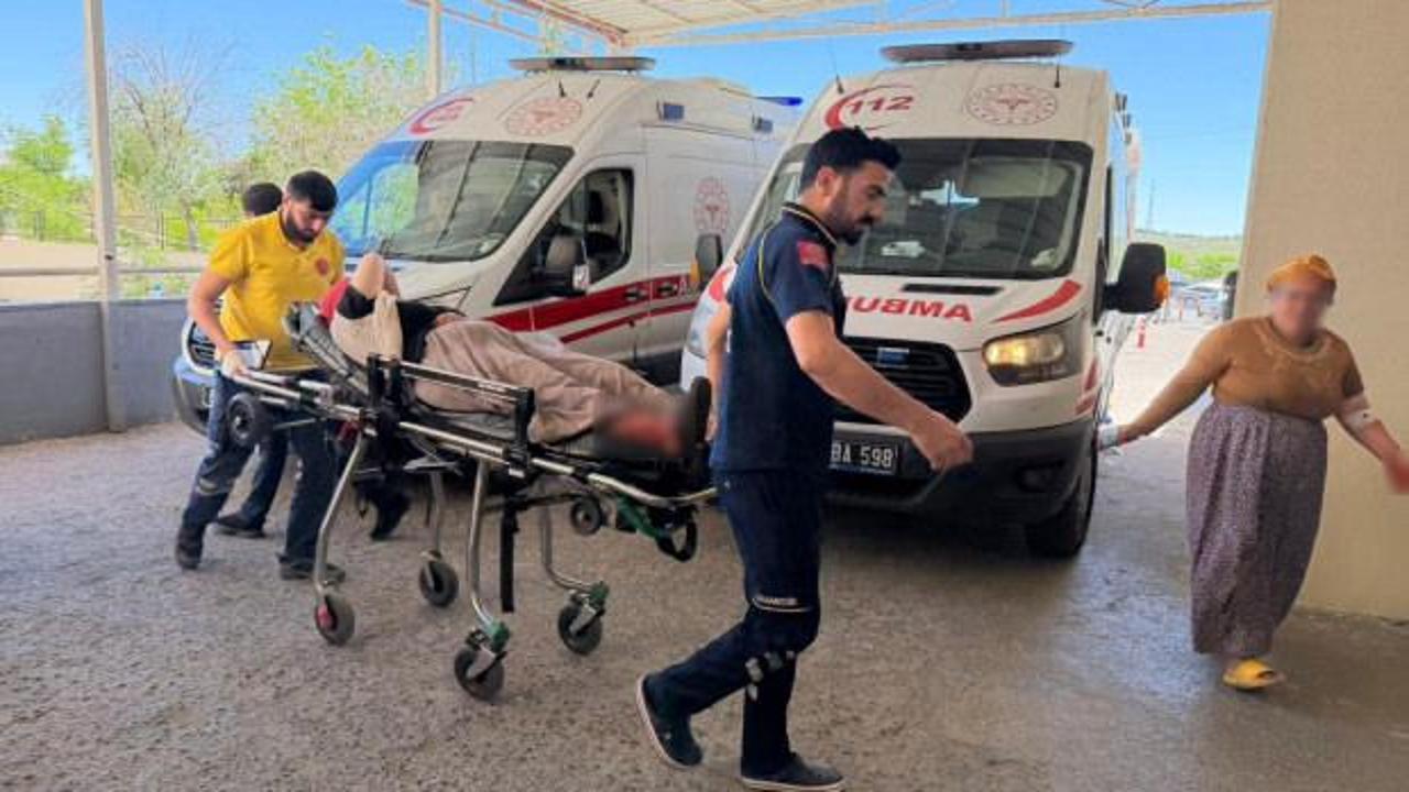 Şanlıurfa'da yılan avı: 3'&uuml; &ccedil;ocuk 5 yaralı! 