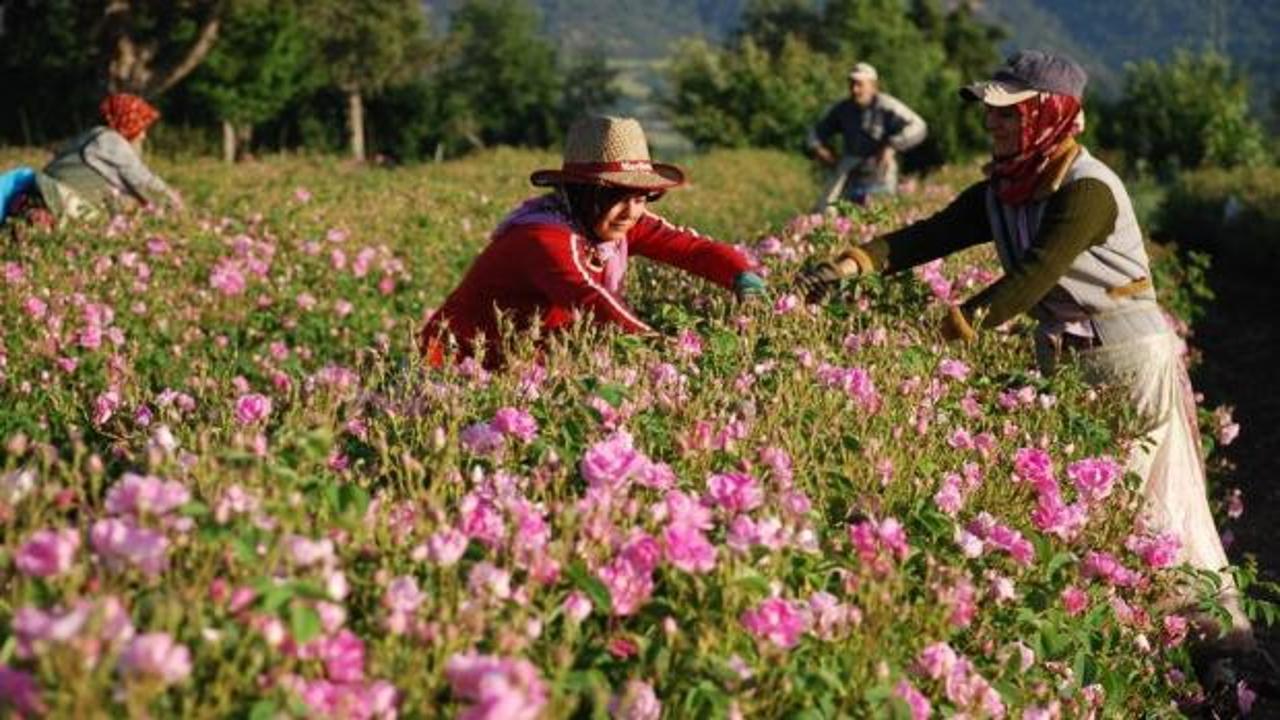 Kilogramı 640 bin lira: Tarlalarda hasat başladı