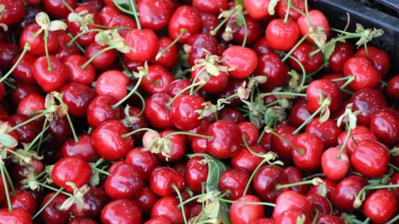 Amasya kirazı tezgahlarda: Fiyatı 50-100 TL arasında