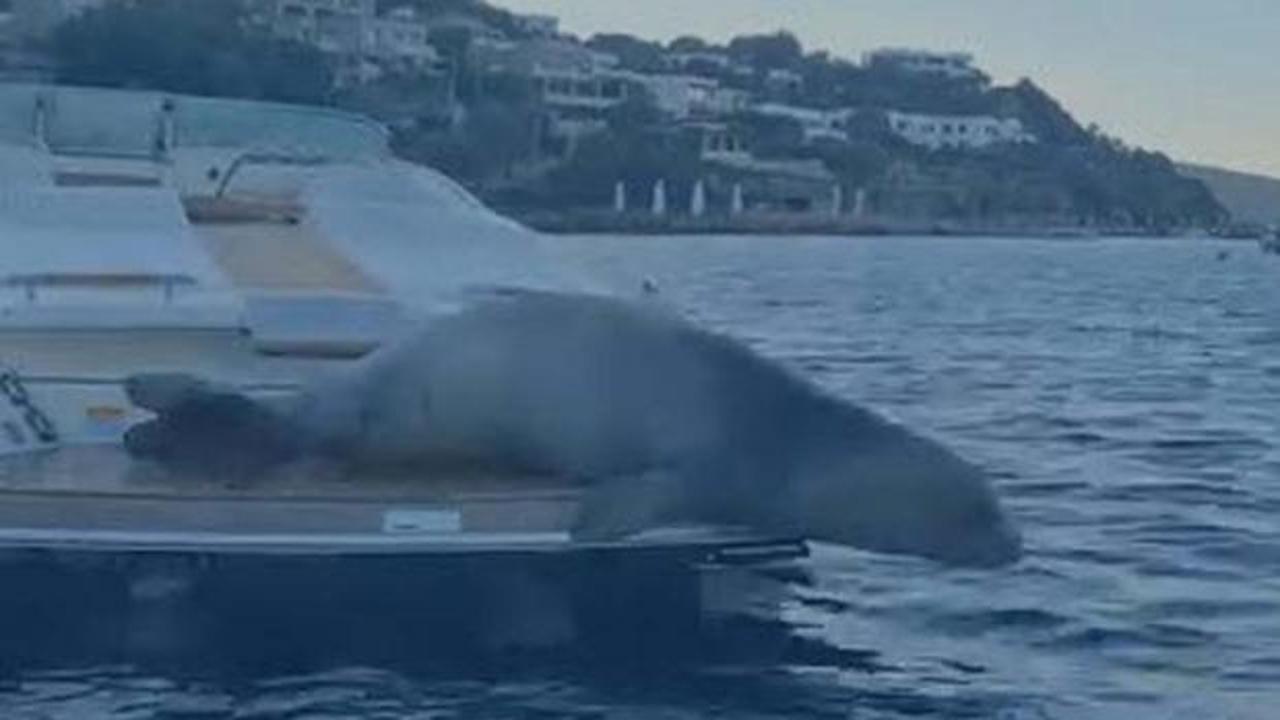 Bodrum'da Akdeniz foku s&uuml;rprizi: Motoryatta g&uuml;neşlendi