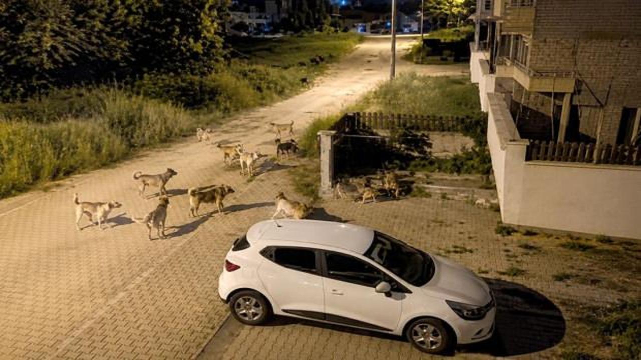 Bolu'da sokaklarda dolaşan başıboş köpek sürüsü.