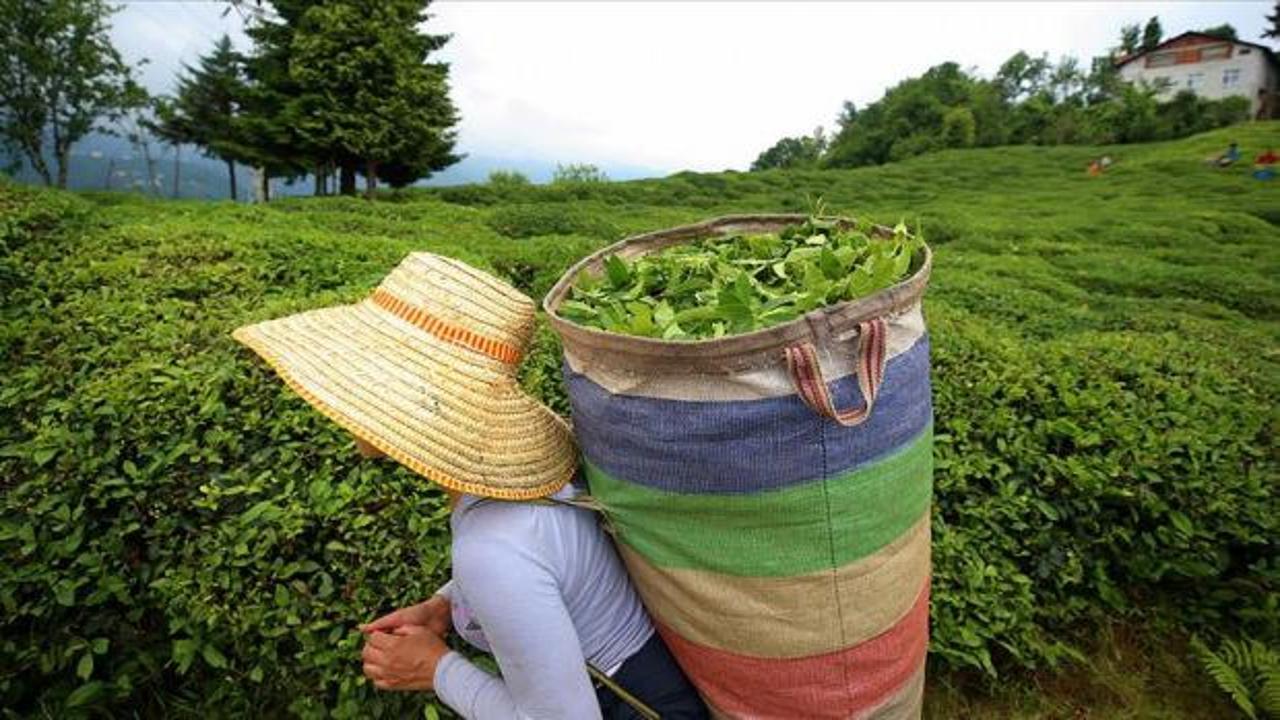 &Ccedil;ay &uuml;reticilerinin dikkatine: &Ccedil;AYKUR 4 Haziran&rsquo;da yaş &ccedil;ay alımı yapmayacak!