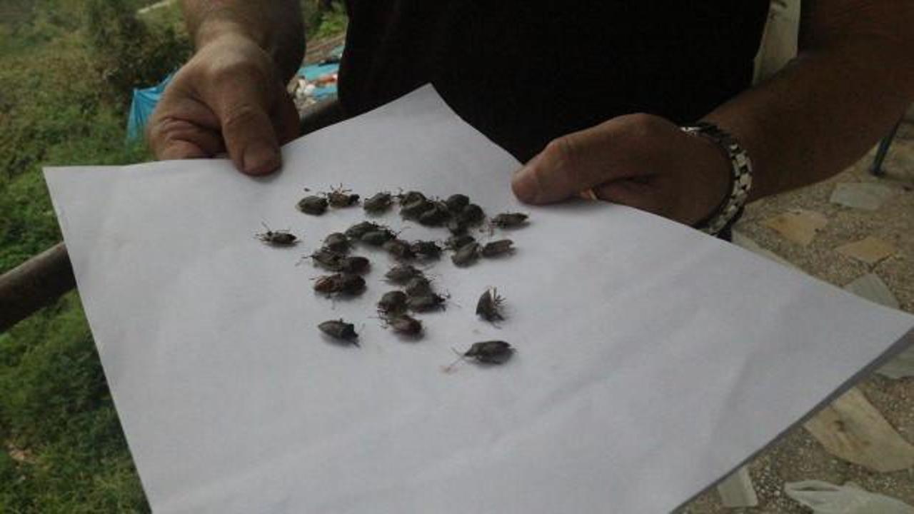 Kahverengi kokarcayla m&uuml;cadele! 5 bin dekarlık alan ila&ccedil;lanacak