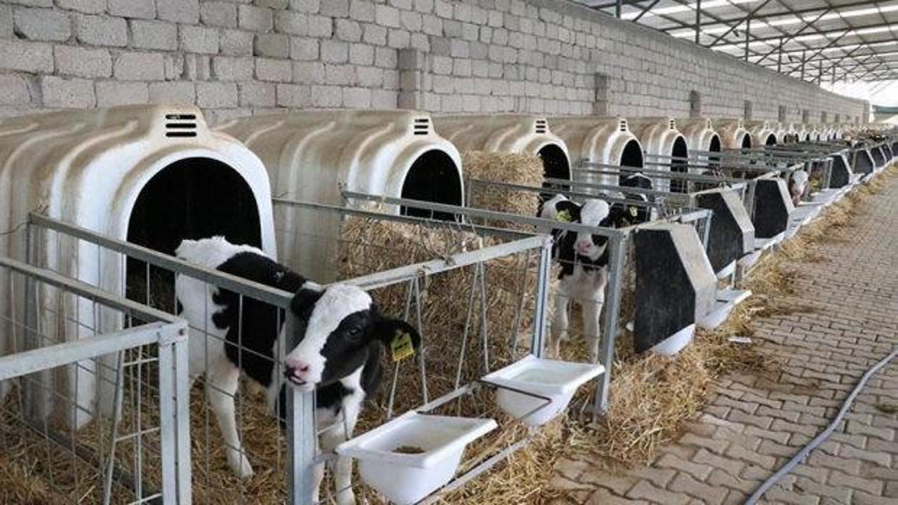 Hayvancılıkta devlet garantili yeni d&ouml;nem: 108 bin hayvan dağıtılacak