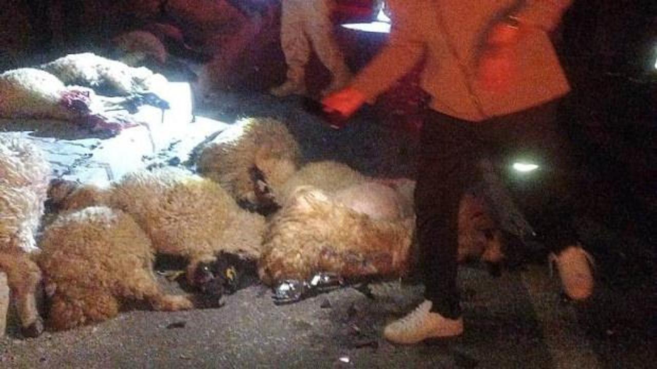 Van'ın Gürpınar ilçesinde meydana gelen trafik kazasında telef olan koyunlar.