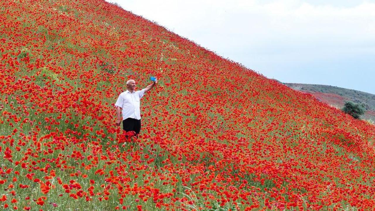 Erciyes Dağı eteklerinde kırmızı gelincik çiçekleriyle kaplı arazi.