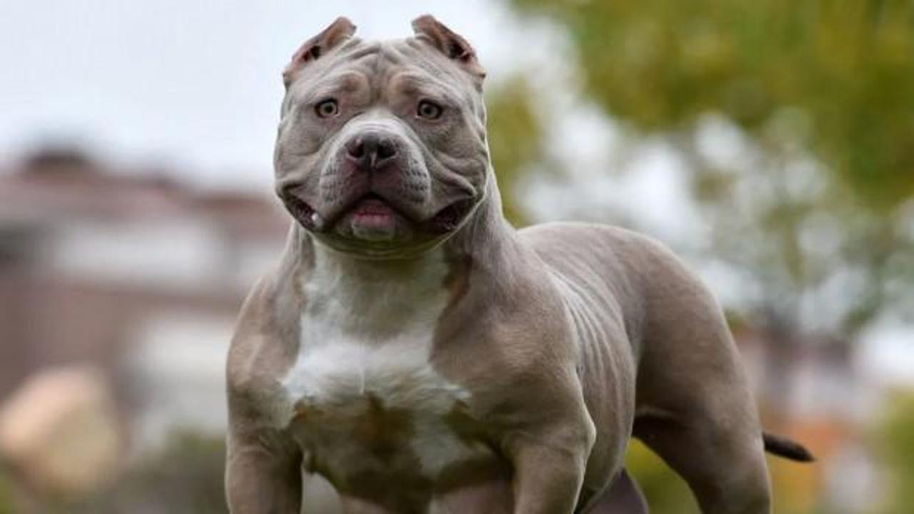 İngiltere'de yeni k&ouml;pek yasası: &Ccedil;ocuklarla yalnız bırakmak yasak