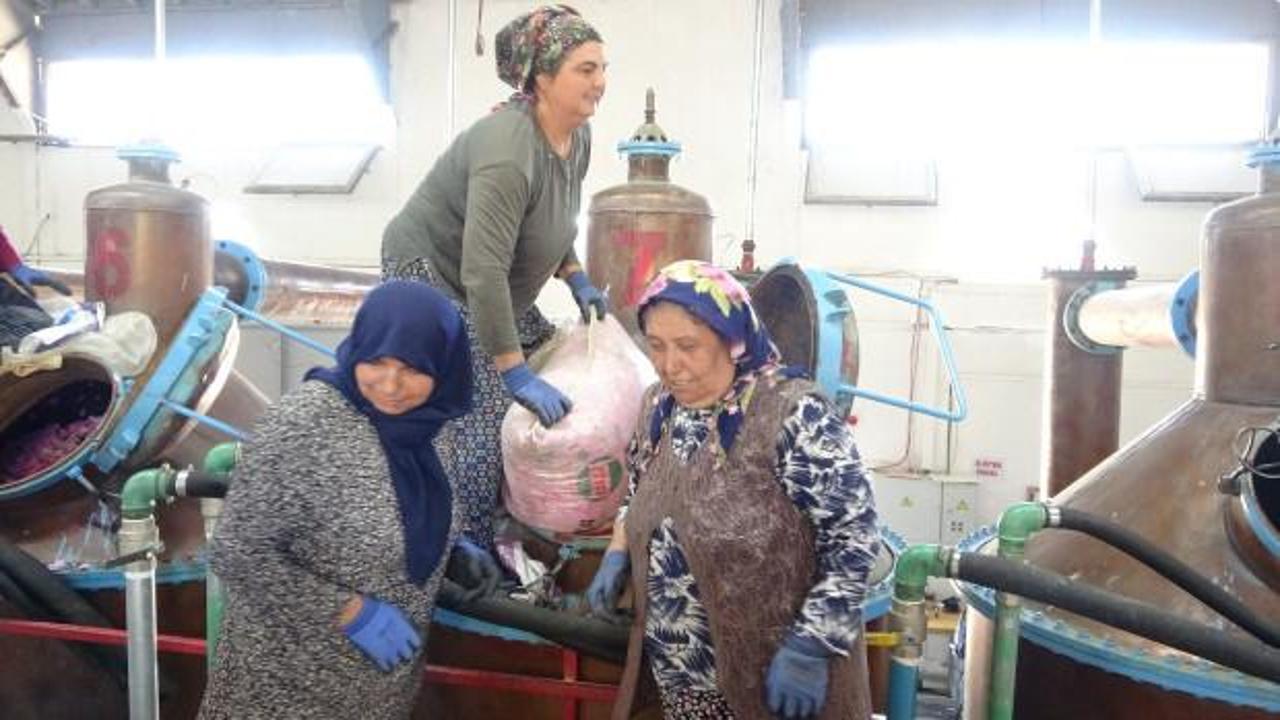 Isparta'da gül tarlalarında hasat yapan çiftçiler