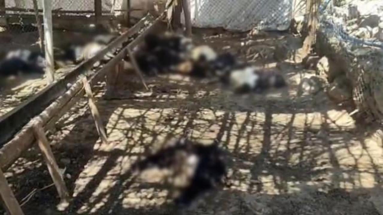 Siirt'in Şirvan ilçesinde ağıla giren başıboş köpekler tarafından telef edilen keçiler.