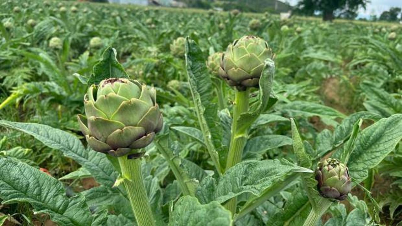 Karaoğlan Mahallesi'nde taze enginar hasadı yapılıyor.