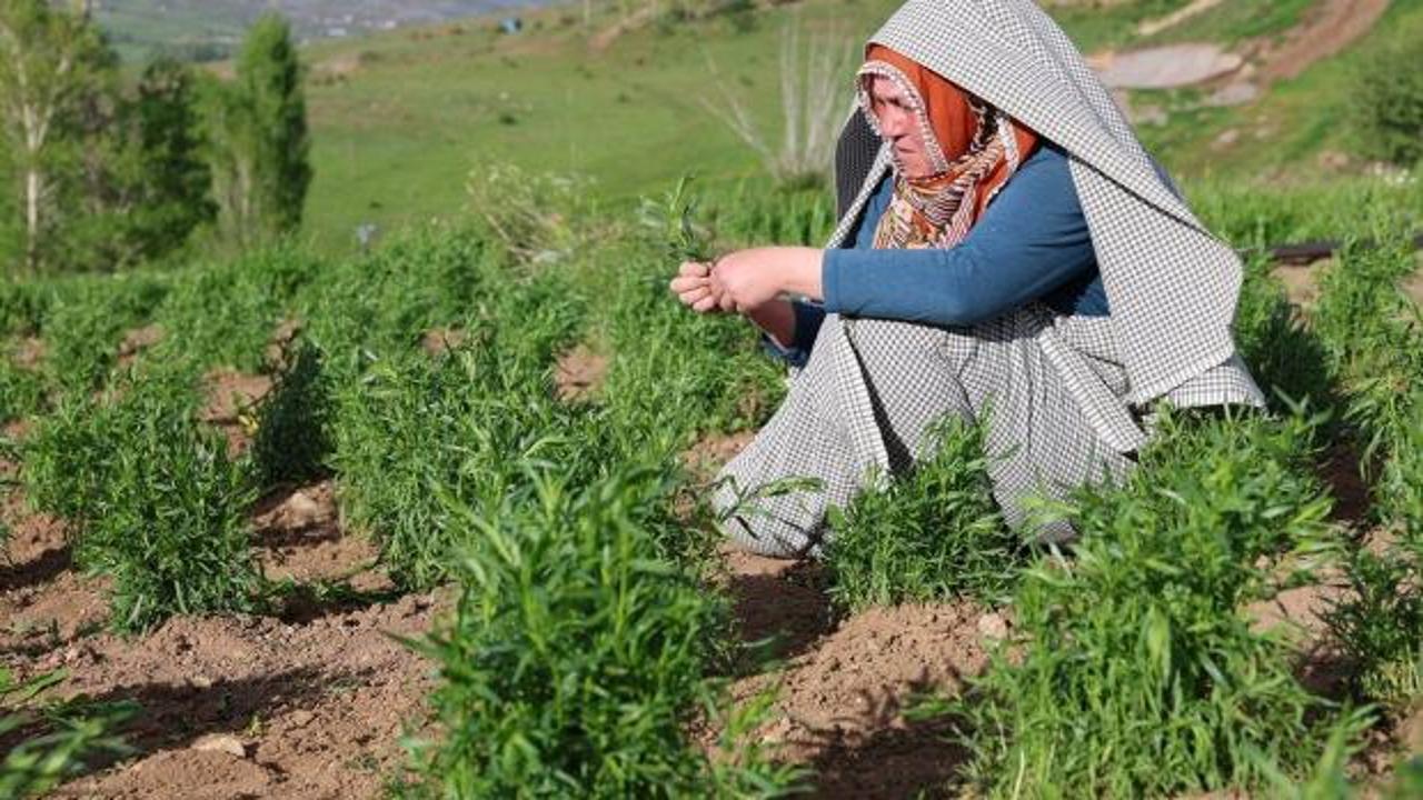 Feryal Haşlak'ın tarhun tarlasında çalışırken çekilmiş bir fotoğrafı.
