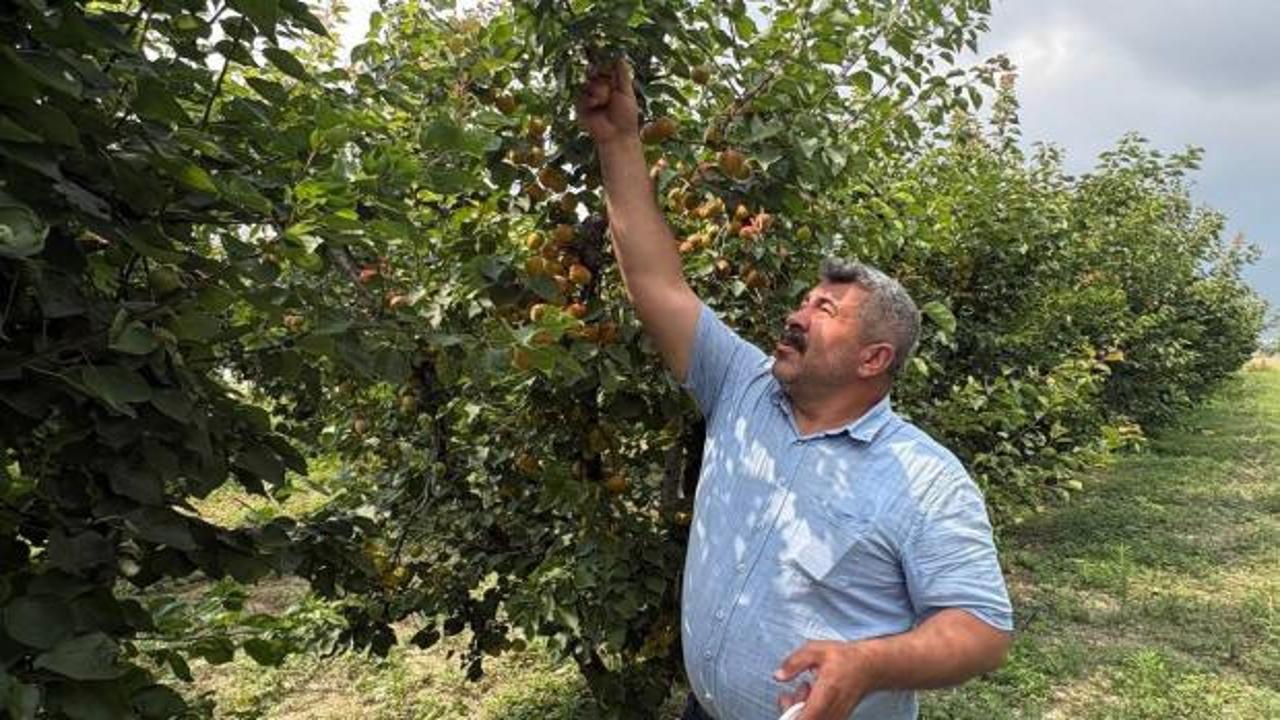 Kayısı bahçesinde ağaçların dalları meyveyle dolu, çiftçi hasat yapıyor.