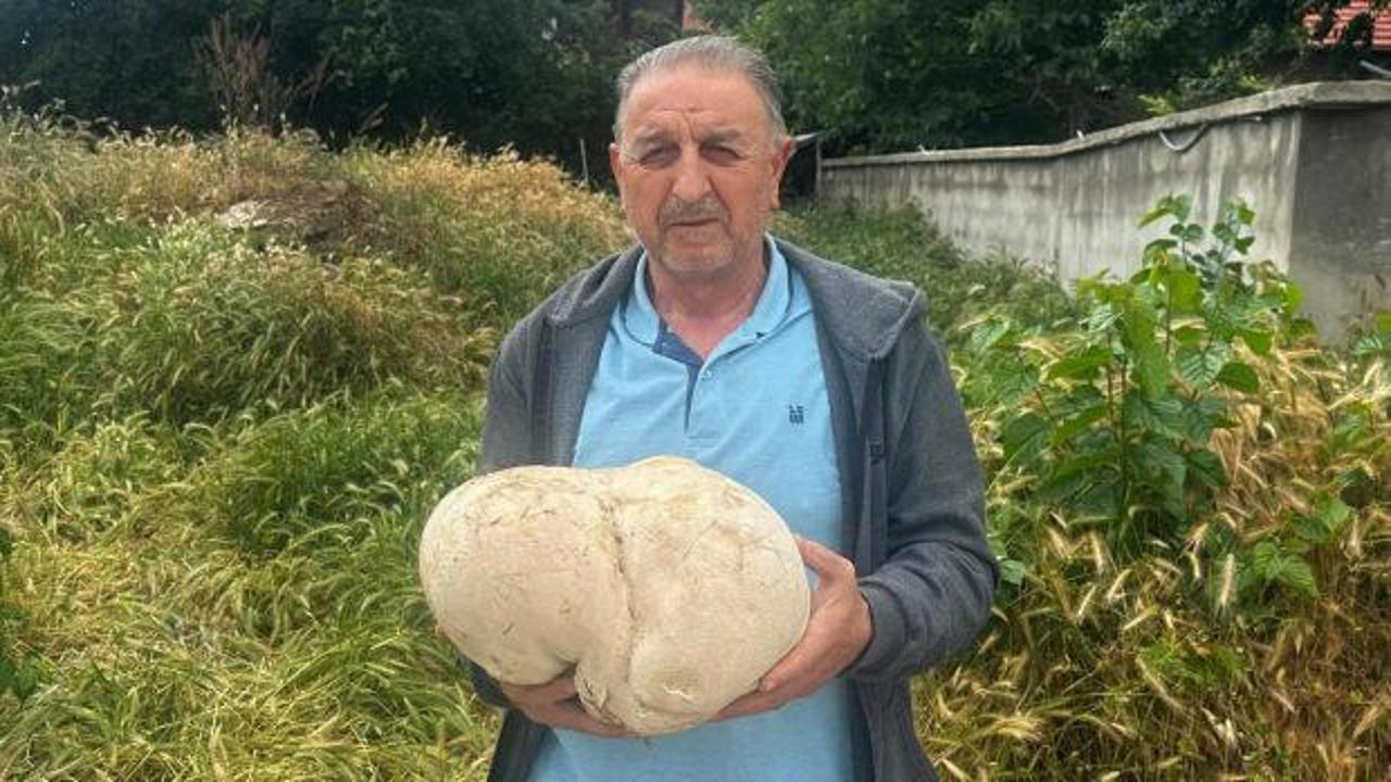 Isparta'da bah&ccedil;esinde dev mantar buldu, sevin&ccedil;ten havalara u&ccedil;tu