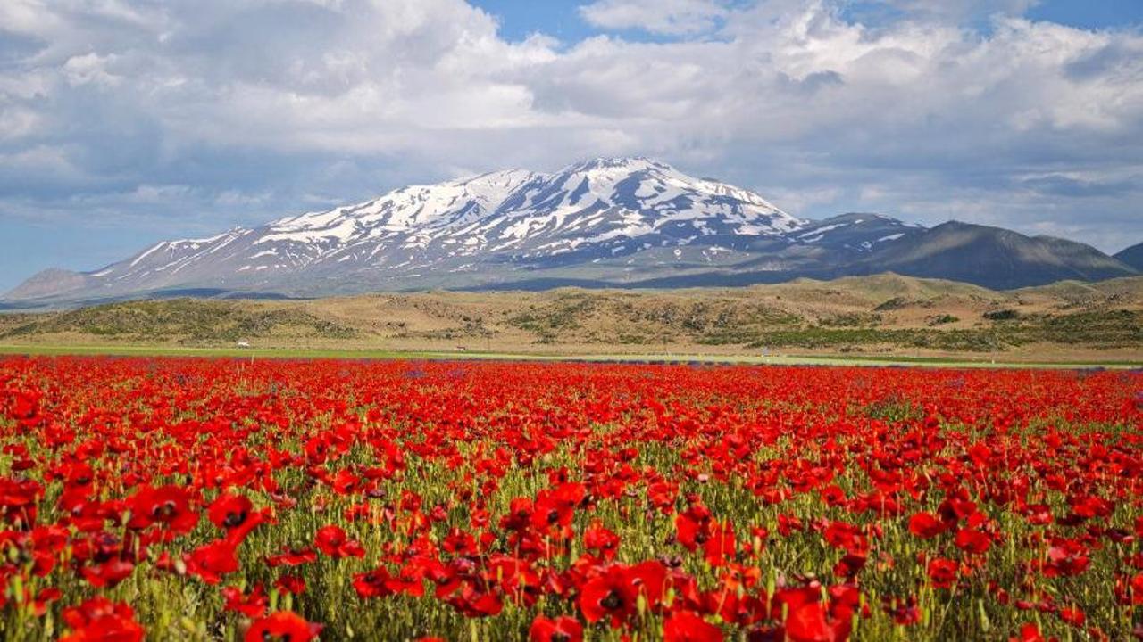 Van'ın Gürpınar ilçesinde yer alan Gülistan Ovası'nın, Süphan Dağı manzarası eşliğinde kırmızı kır çiçekleriyle kaplı olduğu geniş bir manzara fotoğrafı.
