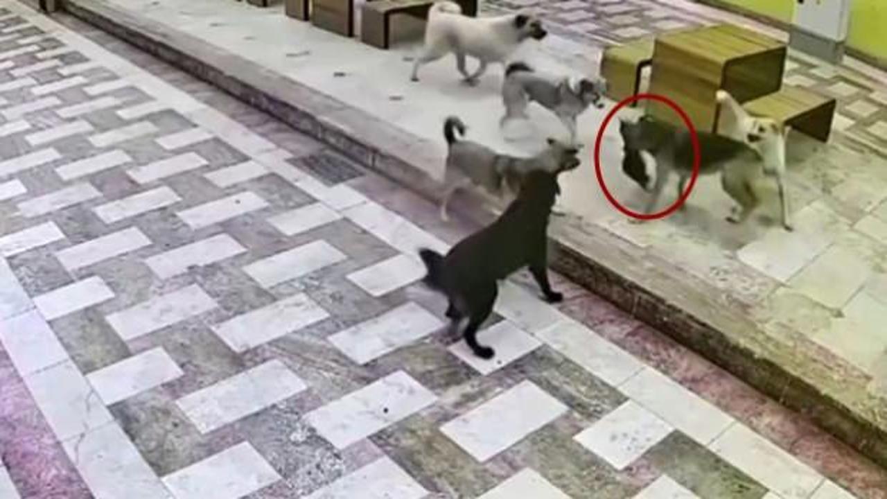 Hatay'da başıboş köpek dehşeti! İzleyenin yüreği acıdı