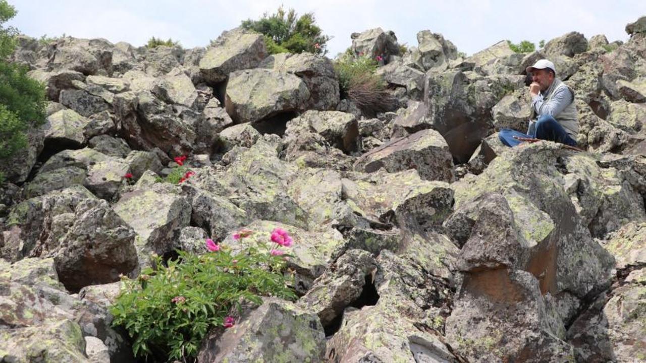 Erciyes Dağı'nın kayalık yamaçlarında yetişen ayı gülü bitkisi