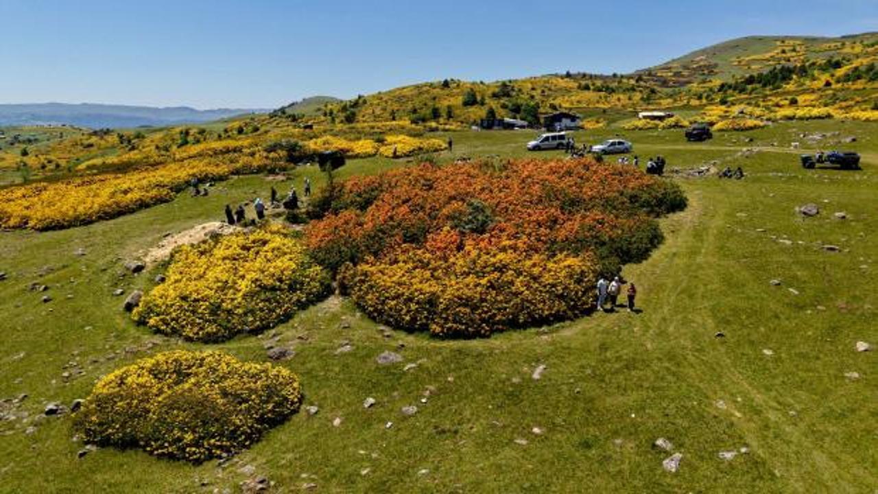 Ordu'nun Kumru ilçesindeki Düzoba Yaylası'nda bulunan Kırkkızlar Obası'nda açmış kan kırmızısı orman gülleri.