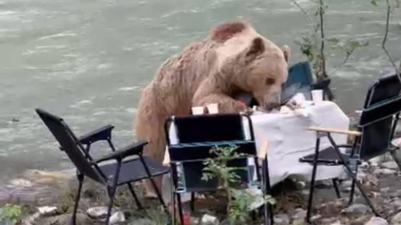 Piknik masasının davetsiz misafirinin sofra adabı kamerada