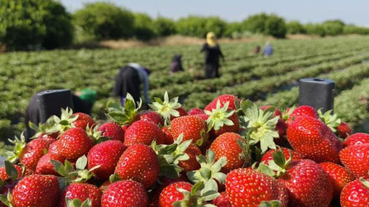 Silifke &ccedil;ileğinde hasadın sonuna gelindi