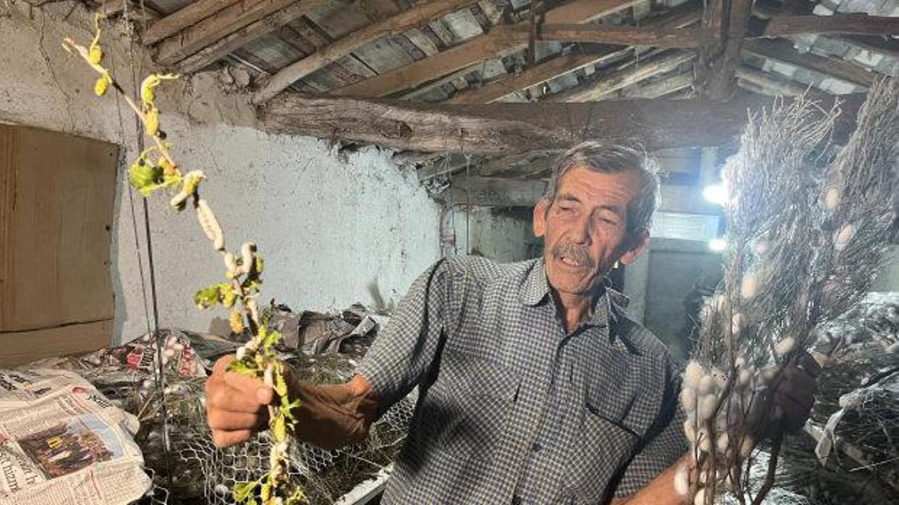 Ankara Nallıhan'da ipek böceği üretimi yapan Ahmet Öztürk