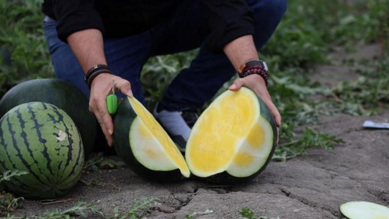 Adana'da üretildi! Ortadan yaran kelek sanıyor