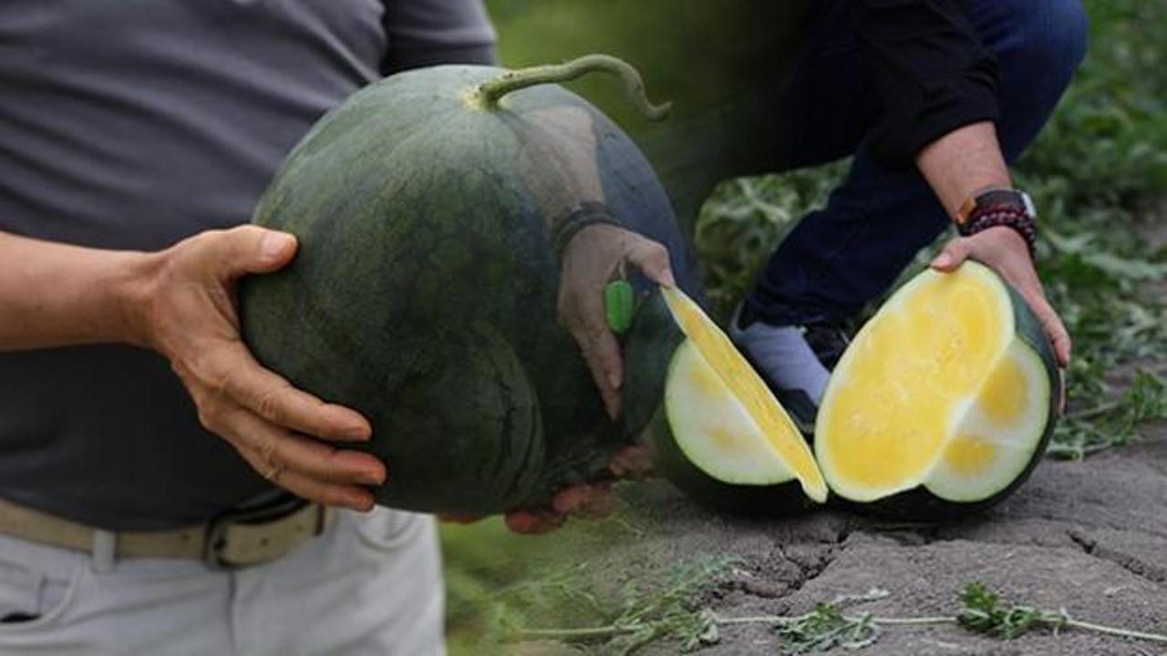 Adana'da üretilen, içi sarı Tropical Sunshine karpuzunun yakın çekim görseli.
