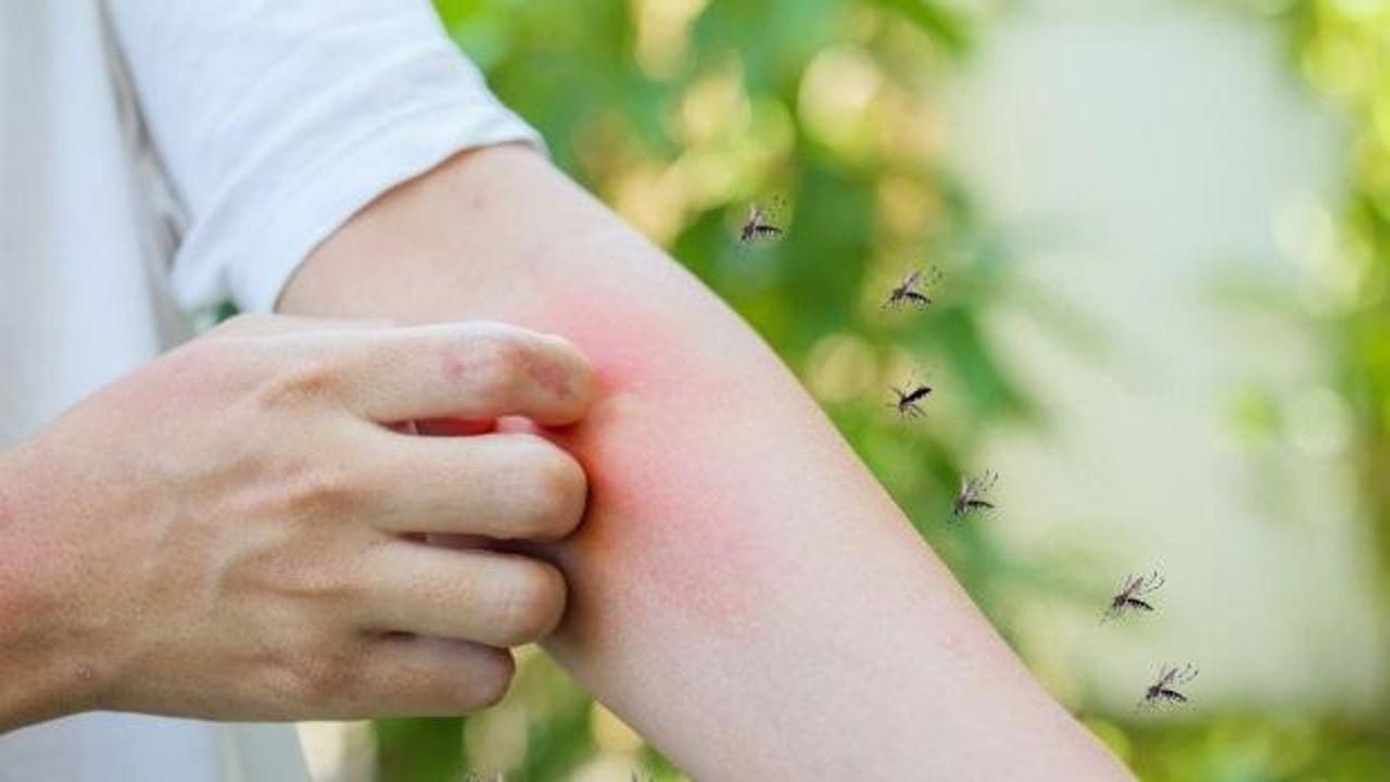 Asya Kaplan Sivrisineği vakaları endişeye yol a&ccedil;tı: Alerjik b&uuml;nyeye sahipseniz dikkat!