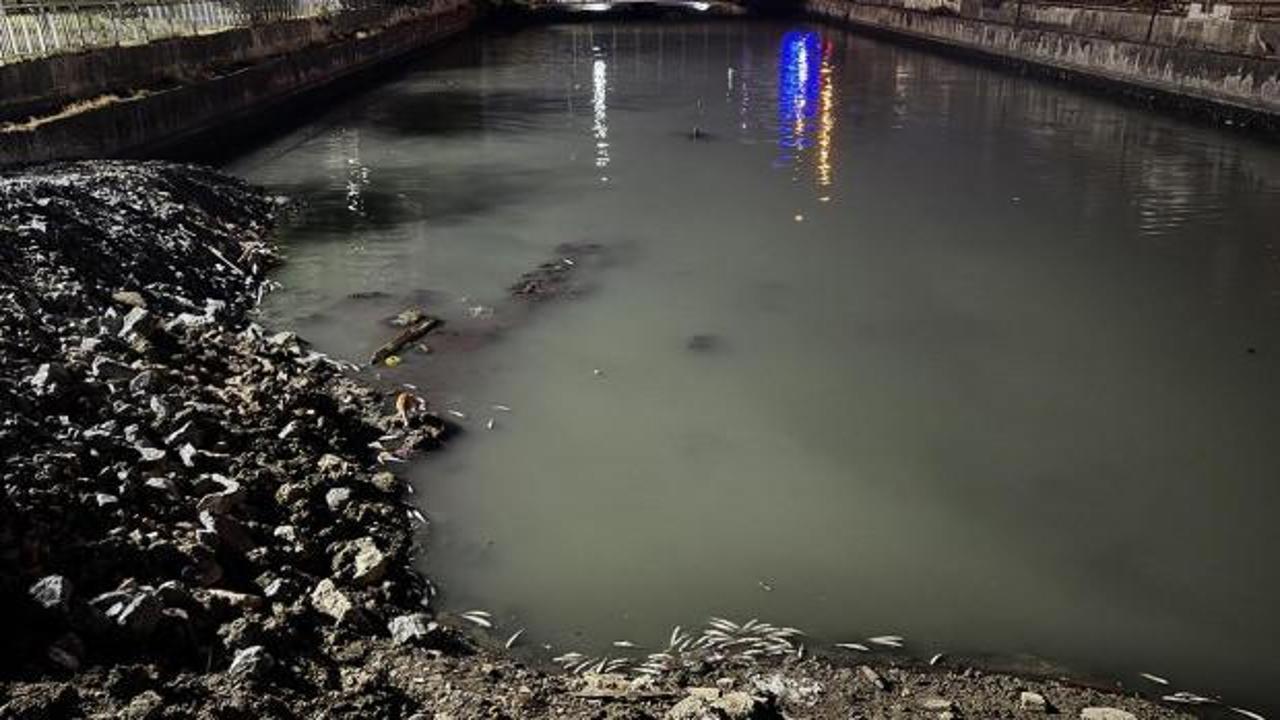 Bakırk&ouml;y'de dere yatağında binlerce &ouml;l&uuml; balık bulundu