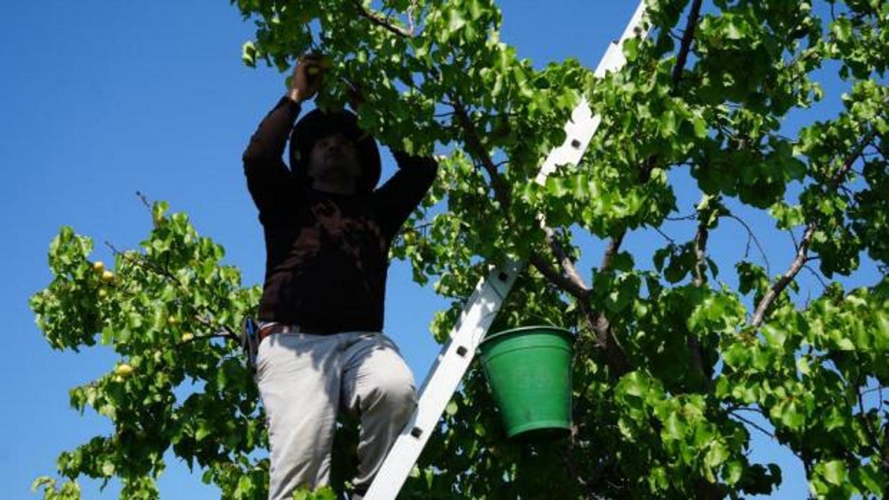 Beklenen g&uuml;n geldi! Sarı altın hasadı başladı