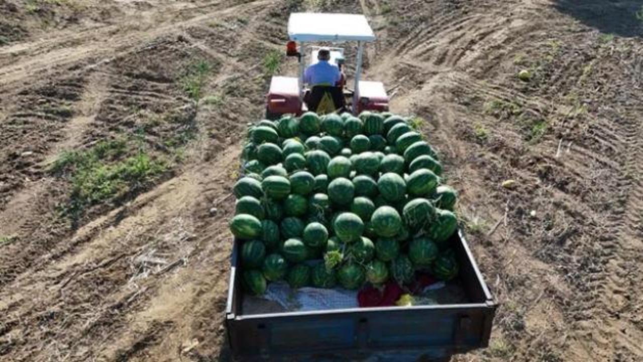 Bu karpuzu almak i&ccedil;in sıraya giriyorlar! Fiyatı a&ccedil;ıklandı
