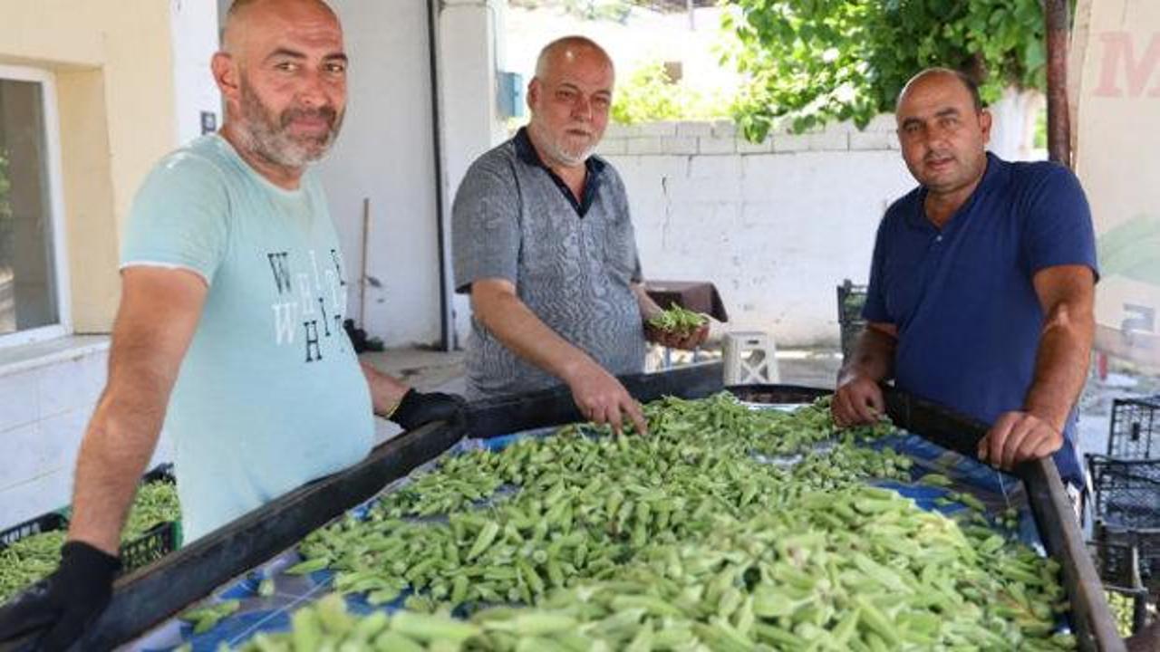 Koçarlı'da taze toplanmış bamya demetleri