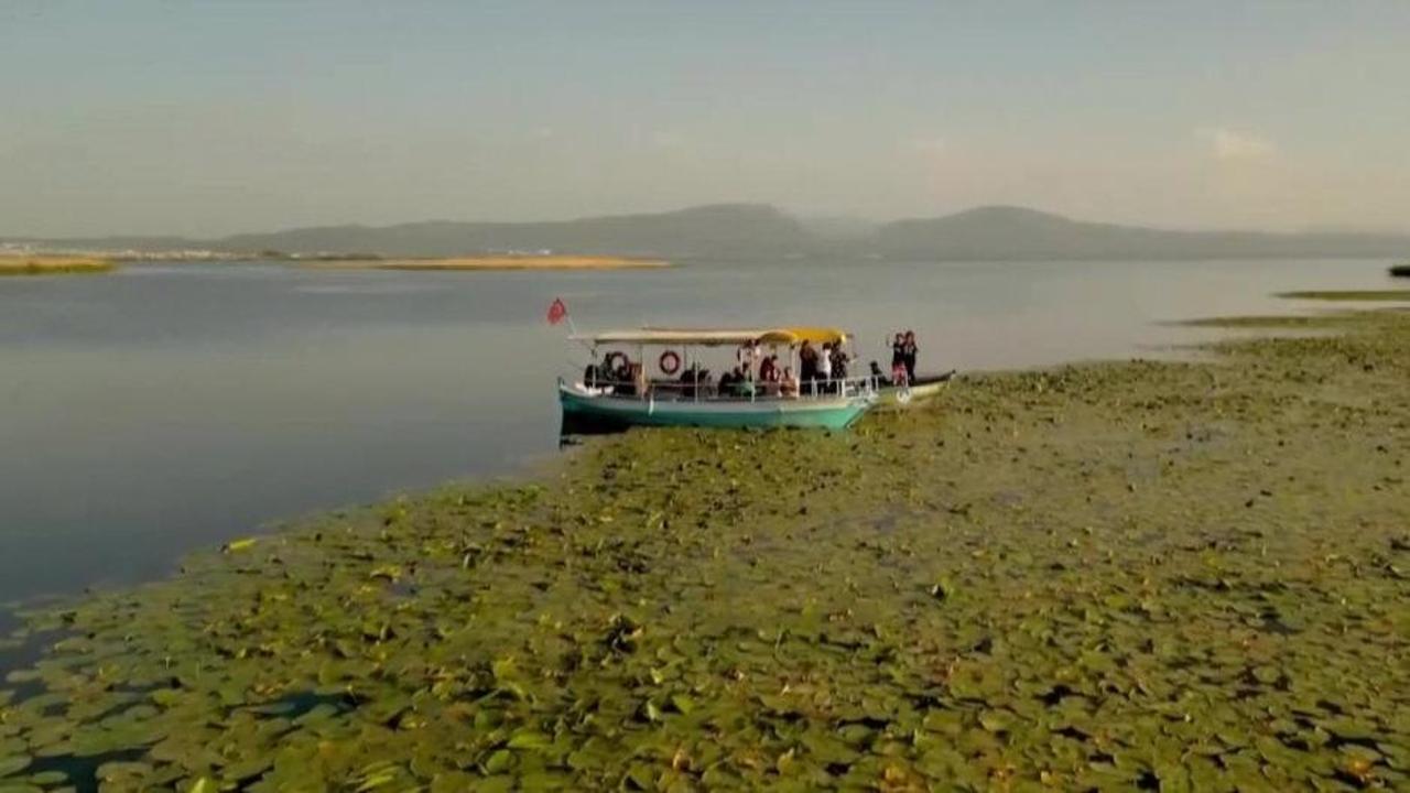 Beyşehir Gölü'nde inci gibi açmış beyaz ve pembe nilüferler ve üzerinde seyreden bir tekne.