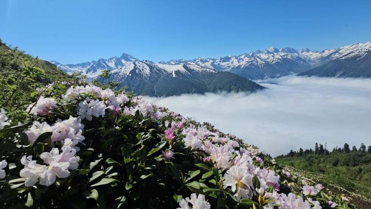 Kackar Daglari'nin yesil yaylalarinda acmis ihlamur cicekleri gorunuyor.