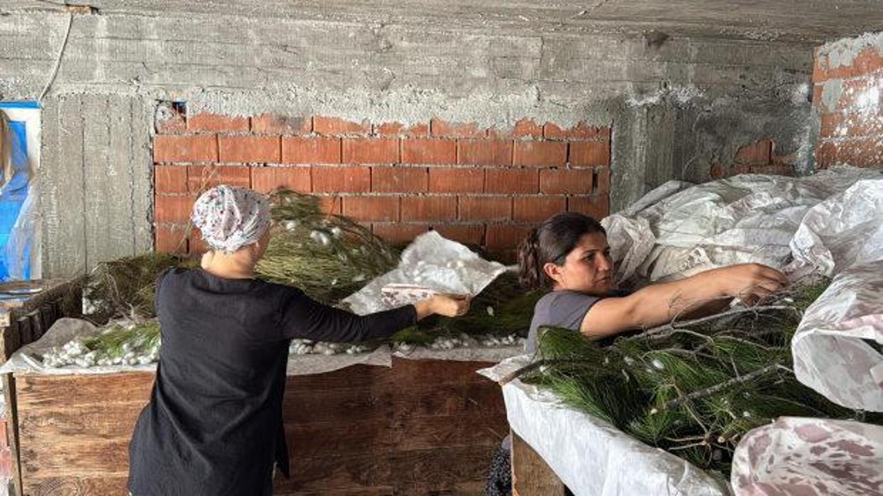 Köyceğiz'de ipek böceği yetiştiren kadın üreticiler