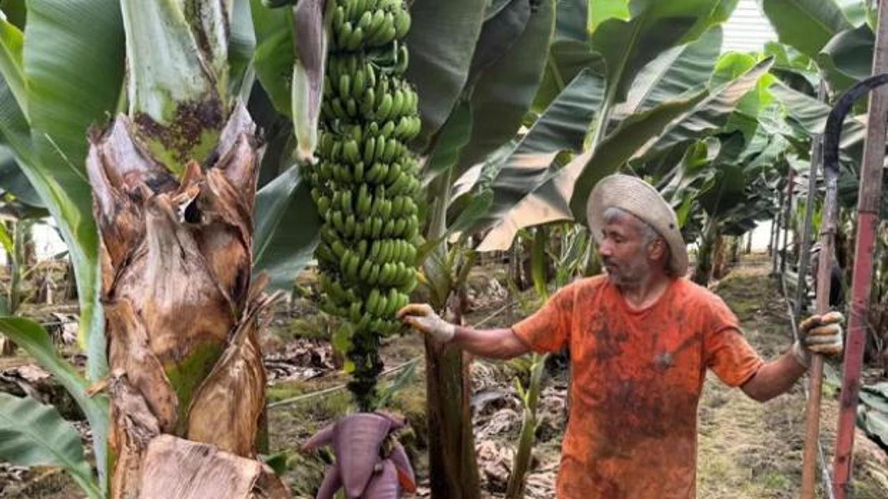 Mersin'de muz üreticileri fiyat farkına tepki gösterdi