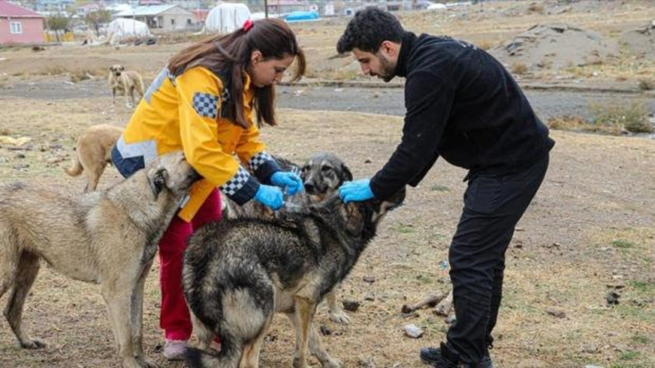 Van'da kuduz alarmı! 7 mahalle karantinaya alındı